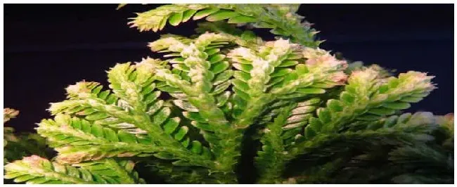 卷柏是什么植物类别 | 三农答疑