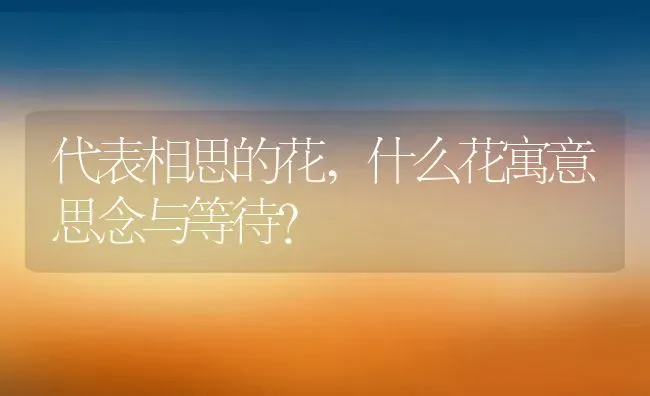 代表相思的花,什么花寓意思念与等待？ | 养殖常见问题