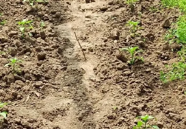 植物常识问题|辣椒用什么肥料才能高产（施什么肥料可以使辣椒长得快）