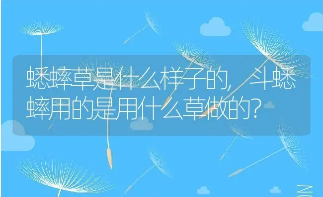 蟋蟀草是什么样子的,斗蟋蟀用的是用什么草做的？ | 养殖常见问题