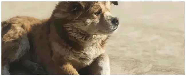 狗狗感冒症状 | 科普知识