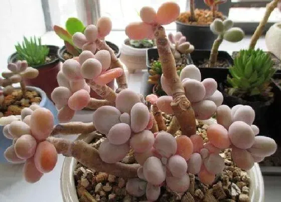 植物常识问题|多肉植物怎么养爆盆