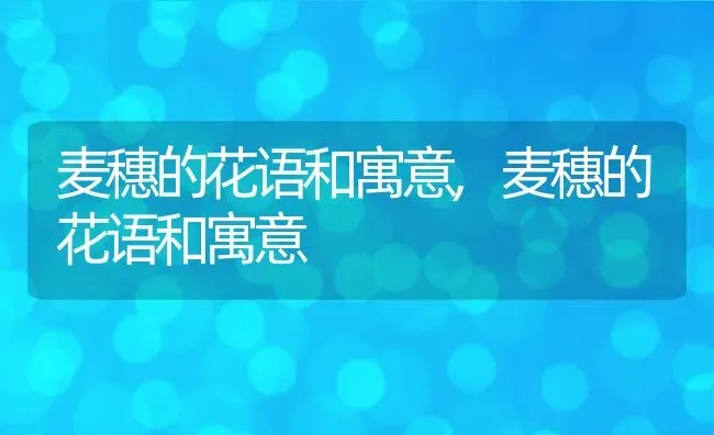 麦穗的花语和寓意,麦穗的花语和寓意 | 养殖常见问题