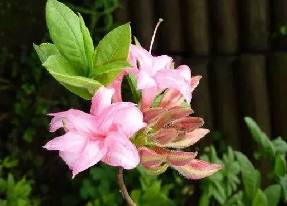 植物常识问题|杜鹃花怎么正确的疏蕾