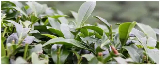 雷波产什么茶 | 三农问答