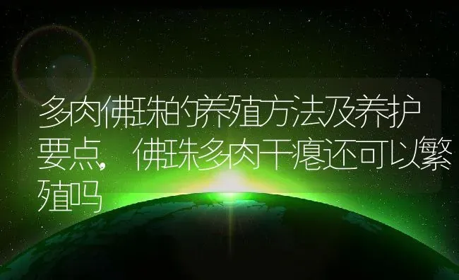 多肉佛珠的养殖方法及养护要点,佛珠多肉干瘪还可以繁殖吗 | 养殖常见问题