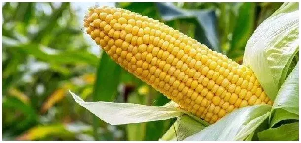 迪卡556玉米种子审定 | 科普知识