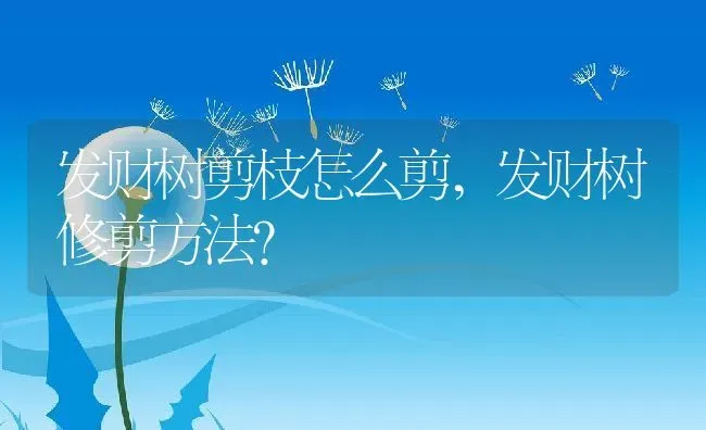 发财树剪枝怎么剪,发财树修剪方法？ | 养殖常见问题