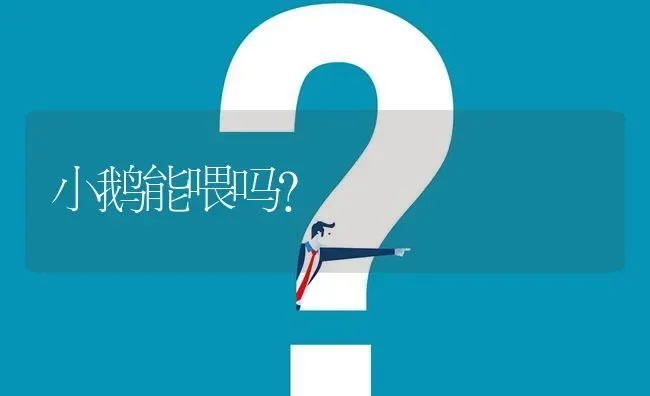 小鹅能喂吗? | 养殖问题解答