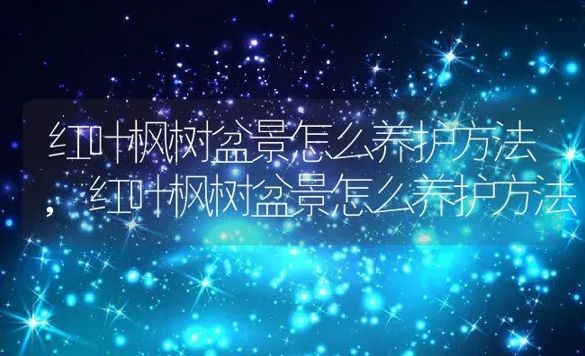 红叶枫树盆景怎么养护方法,红叶枫树盆景怎么养护方法 | 养殖常见问题