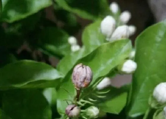 植物常识问题|茉莉花开花越来越少的原因