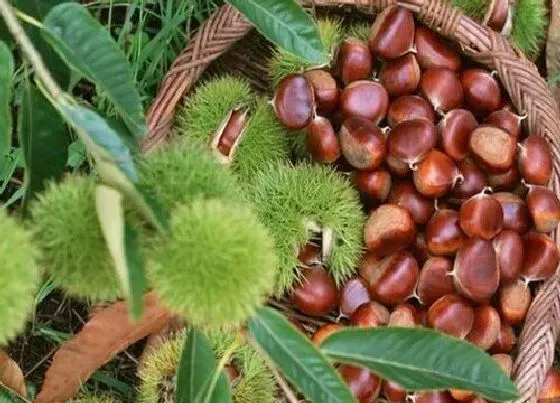 植物常识问题|板栗苗的种植方法及时间