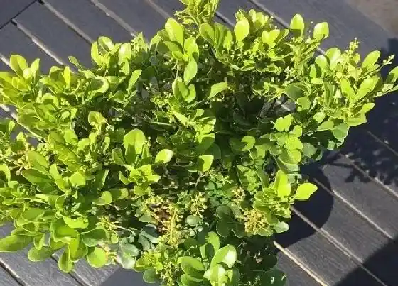 植物常识问题|可以养在家中且味道清香的植物