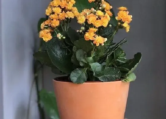 植物常识问题|扦插的长寿花如何移栽