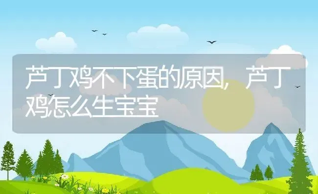 芦丁鸡不下蛋的原因,芦丁鸡怎么生宝宝 | 养殖常见问题