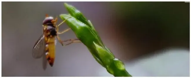 赤眼蜂在生物防治上的重要作用赤眼蜂的发育过程 | 农业答疑