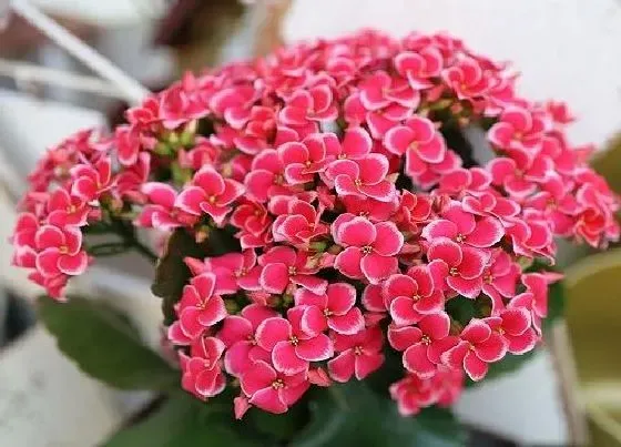 植物常识问题|长寿花小苗怎样才能多生侧芽