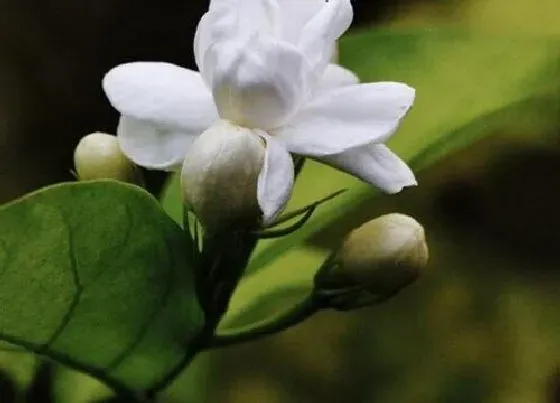 植物常识问题|茉莉花开花越来越少的原因