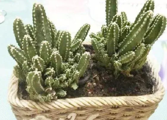 植物常识问题|多肉万重山平时怎么养护