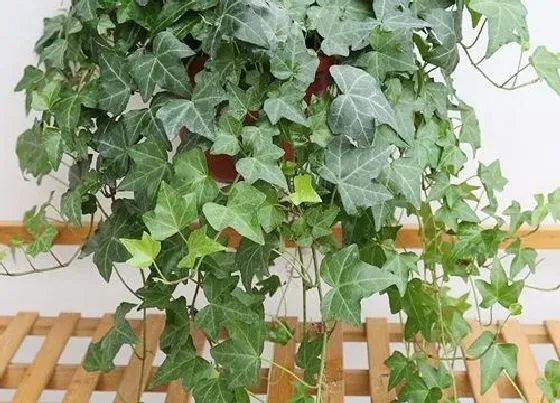 植物常识问题|常青藤怎么养活 室内养殖常青藤怎样越养越多