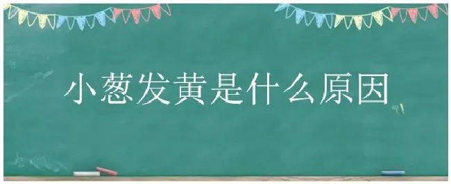 小葱发黄是什么原因 | 三农答疑