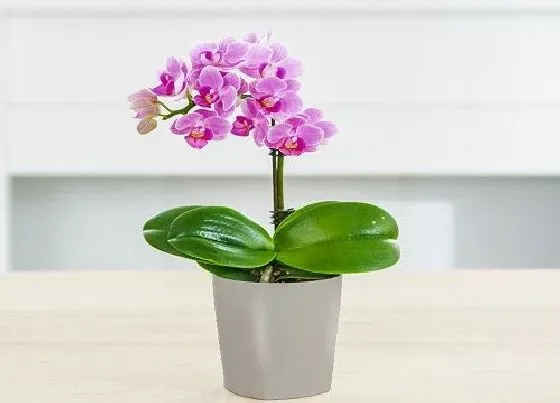 植物常识问题|蝴蝶兰如何选择合格花盆