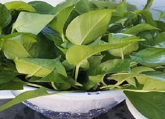 植物常识问题|绿萝适合放在卧室吗 卧室养绿萝好处与方法
