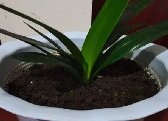 植物常识问题|夏季怎么养君子兰利于开花