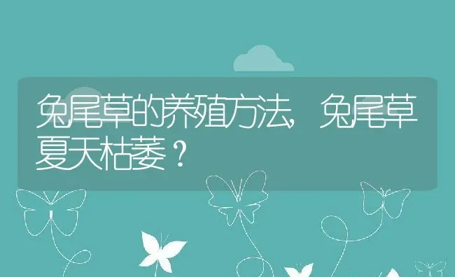 兔尾草的养殖方法,兔尾草夏天枯萎？ | 养殖常见问题