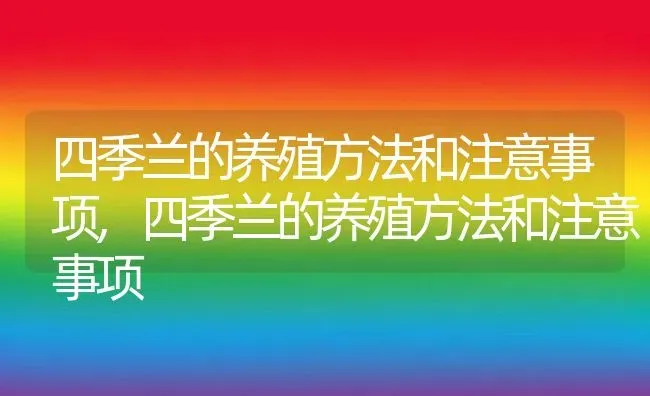 四季兰的养殖方法和注意事项,四季兰的养殖方法和注意事项 | 养殖常见问题