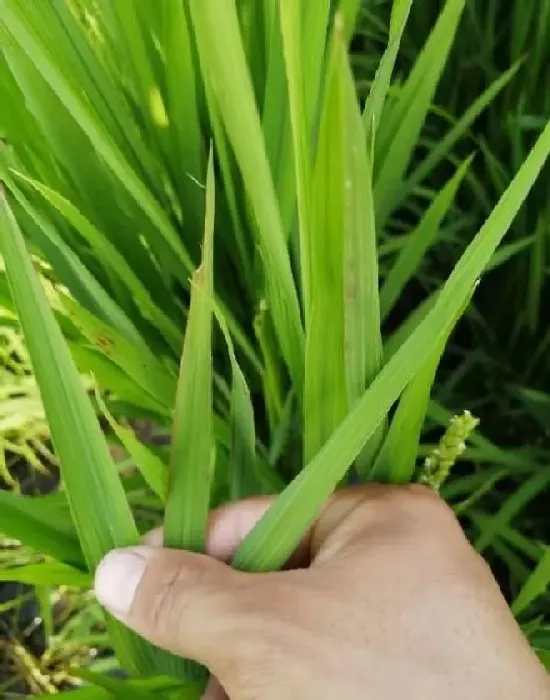 植物常识问题|水稻什么时候施孕穗肥最好（水稻拔节孕穗肥用什么肥）