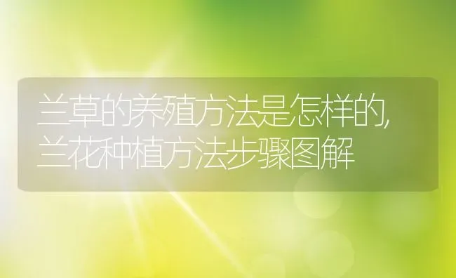 兰草的养殖方法是怎样的,兰花种植方法步骤图解 | 养殖常见问题