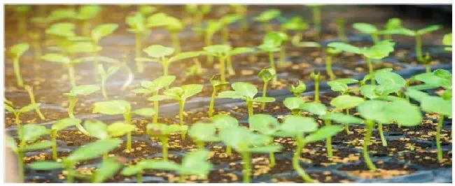 大豆苗后除草剂什么时候打 | 生活常识