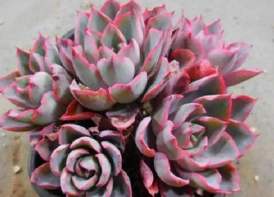 植物常识问题|多肉植物怎么养爆盆