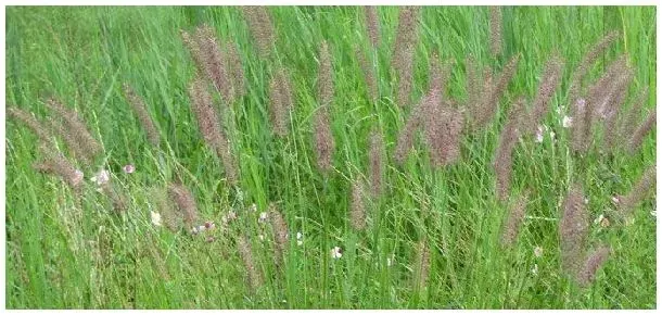 杂交狼尾草种植时间 | 生活常识