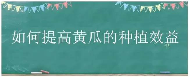 如何提高黄瓜的种植效益 | 生活常识