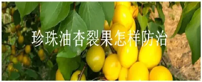 珍珠油杏裂果怎样防治 | 农业常识