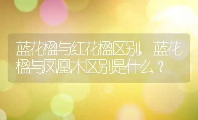 蓝花楹与红花楹区别,蓝花楹与凤凰木区别是什么？ | 养殖常见问题