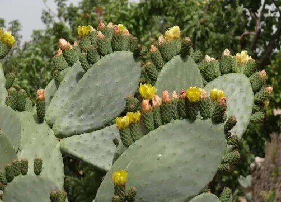 植物常识问题|仙人掌怎么养叶片肥厚宽大