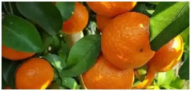 沙糖桔修剪技术 | 三农问答