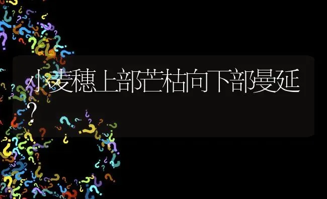 小麦穗上部芒枯向下部曼延? | 养殖问题解答