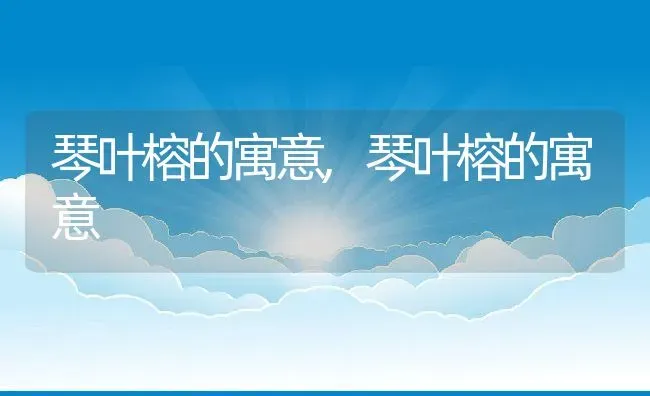 琴叶榕的寓意,琴叶榕的寓意 | 养殖常见问题