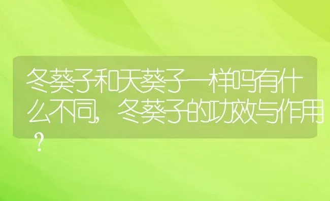 冬葵子和天葵子一样吗有什么不同,冬葵子的功效与作用？ | 养殖常见问题