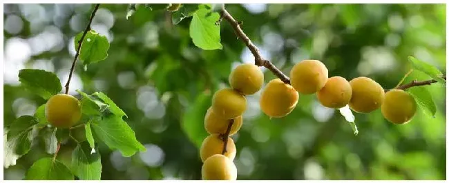 杏子栽种后几年可以挂果 | 科普知识