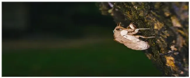 种植金蝉几年出土 | 农业常识