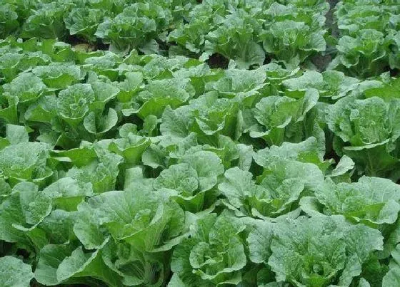 植物常识问题|夏季高温对蔬菜生长的影响（蔬菜高温生产的防御措施）