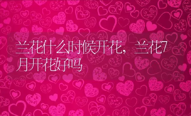 兰花什么时候开花,兰花7月开花好吗 | 养殖常见问题
