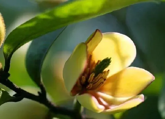 植物常识问题|春季含笑花如何养殖花香浓郁