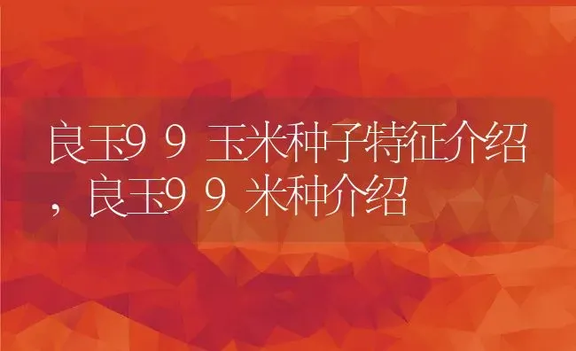 良玉99玉米种子特征介绍,良玉99米种介绍 | 养殖常见问题
