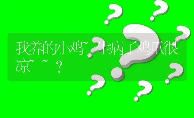 我养的小鸡~生病了鸡爪很凉~~? | 养殖问题解答